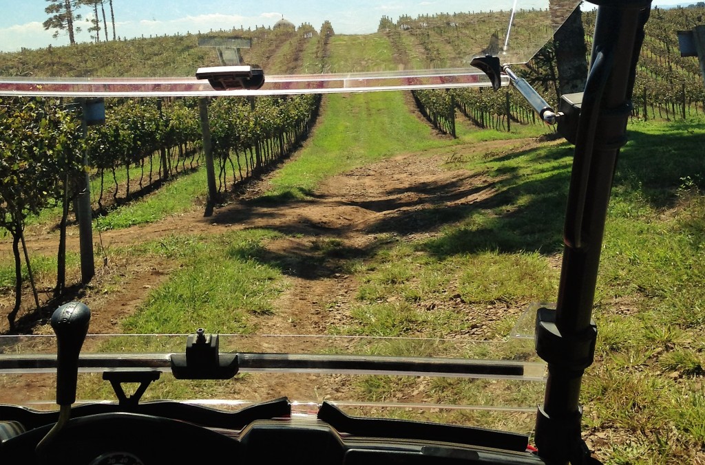 Plantação de uvas vista de dentro do 4x4 em que é feito um tour guiado