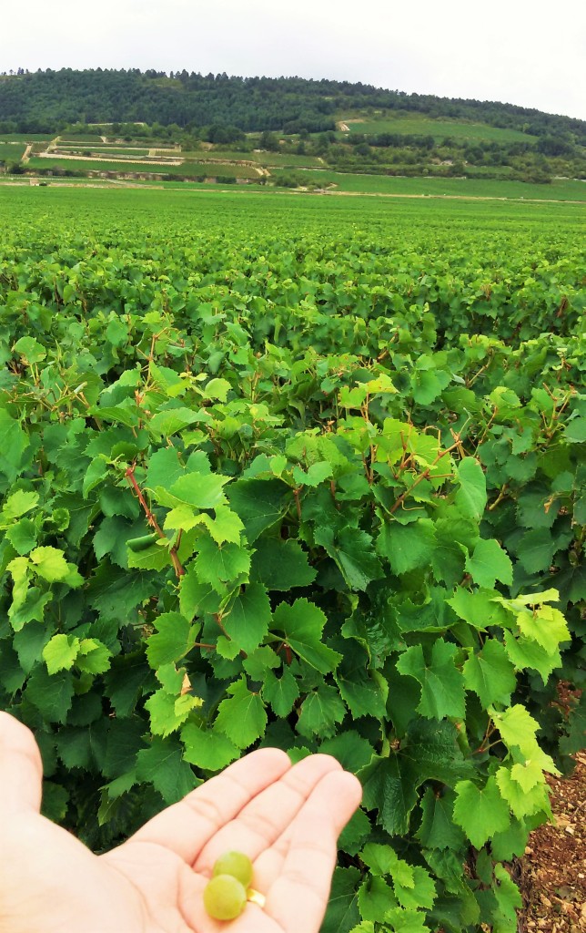 Chardonnay para provar na beira da estrada