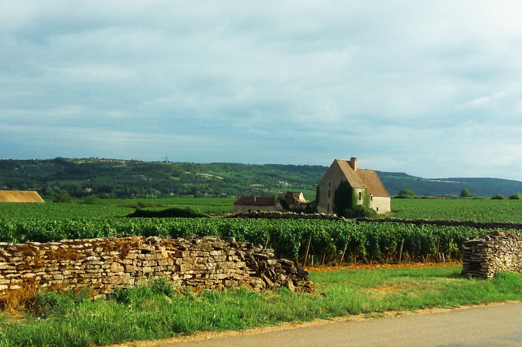 Trecho da estrada entre Chassagne-Montrachet e Santenay e as casas de viticultores no meio dos vinhedos
