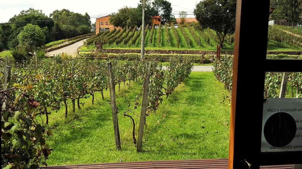 Os parreirais, que circundam a propriedade, vistos de dentro do restaurante da vinícola Vallontano