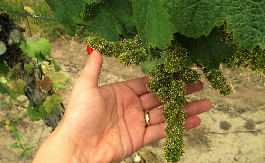 As 'uvas-bebês' ainda na floração
