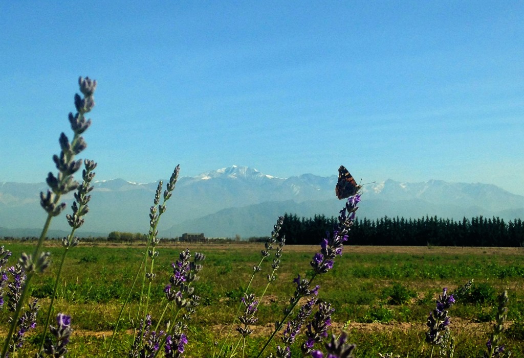 Mendoza - Cordilheira 3