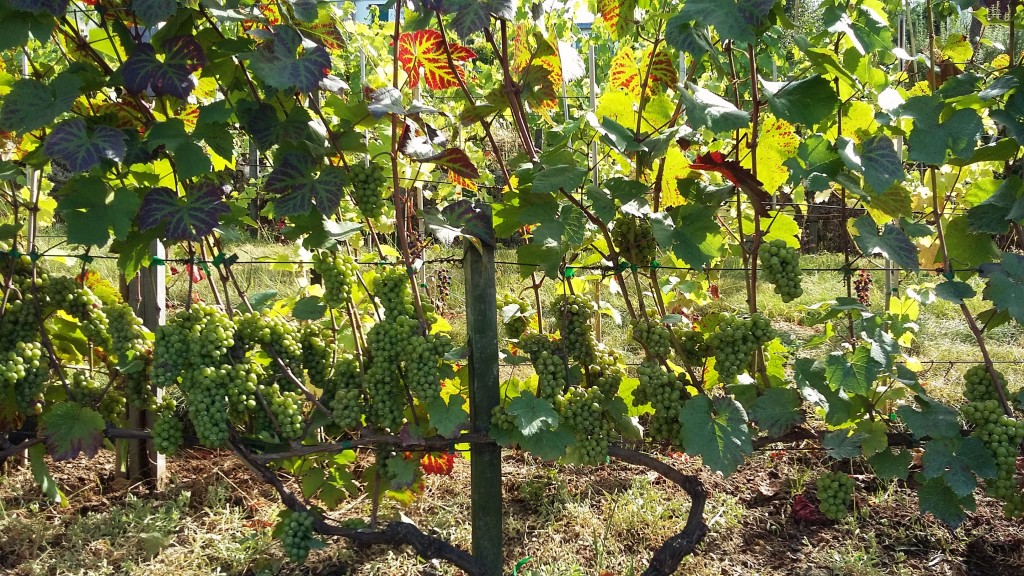 As uvas com as quais são produzidas as cerca de duas mil garrafas