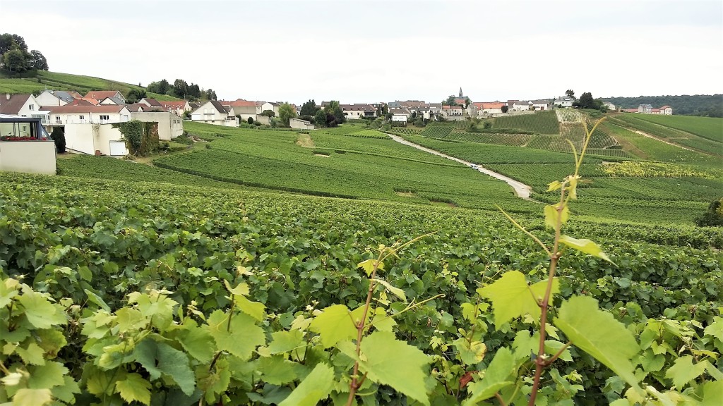 Vinhedos de chardonnay fotografados da beira da estrada e, ao fundo, a cidade de Cramant, na Côte des Blancs, Champanhe