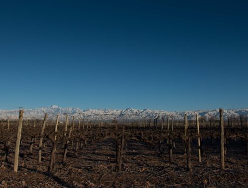 Um lindo vinhedo, no inverno de Mendoza