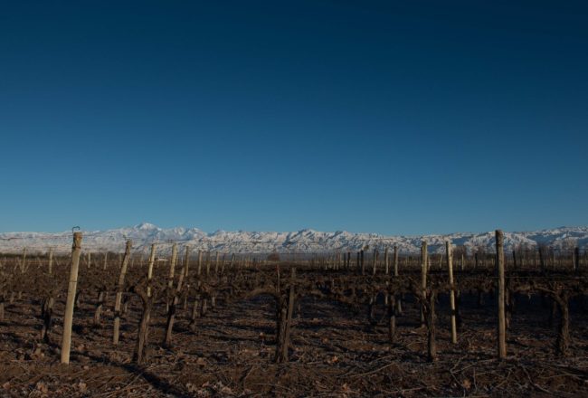 Um lindo vinhedo, no inverno de Mendoza